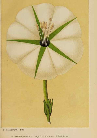 Reproducción/Reproduction 32236377917: Convolvulacee /. Bologna :Società tipografica Azzoguidi,1887.. 