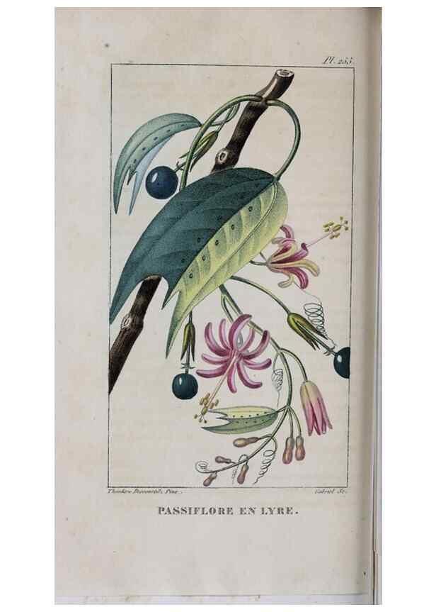Reproducción/Reproduction 47117963772: Flore pittoresque et médicale des Antilles, ou, Histoire naturelle des plantes usuelles des colonies françaises, anglaises, espagnoles, et portugaises /. Paris :Ches l'Editeur,1833.. 