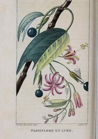 Reproducción/Reproduction 47117963772: Flore pittoresque et médicale des Antilles, ou, Histoire naturelle des plantes usuelles des colonies françaises, anglaises, espagnoles, et portugaises /. Paris :Ches l'Editeur,1833.. 