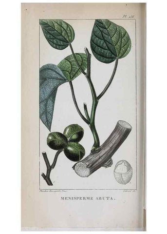 Reproducción/Reproduction 47169974541: Flore pittoresque et médicale des Antilles, ou, Histoire naturelle des plantes usuelles des colonies françaises, anglaises, espagnoles, et portugaises /. Paris :Ches l'Editeur,1833.. 