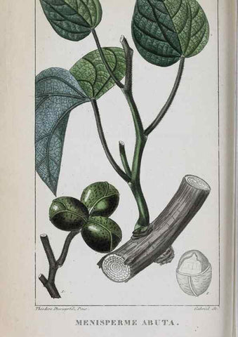 Reproducción/Reproduction 47169974541: Flore pittoresque et médicale des Antilles, ou, Histoire naturelle des plantes usuelles des colonies françaises, anglaises, espagnoles, et portugaises /. Paris :Ches l'Editeur,1833.. 