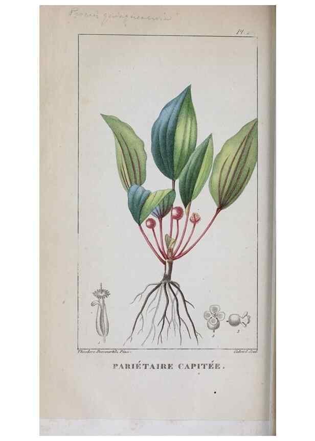 Reproducción/Reproduction 47169975461: Flore pittoresque et médicale des Antilles, ou, Histoire naturelle des plantes usuelles des colonies françaises, anglaises, espagnoles, et portugaises /. Paris :Ches l'Editeur,1833.. 