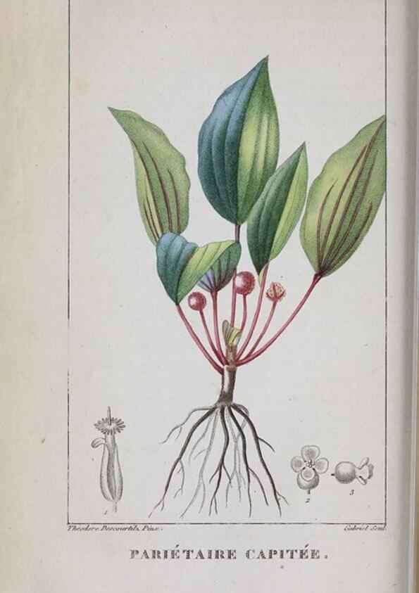 Reproducción/Reproduction 47169975461: Flore pittoresque et médicale des Antilles, ou, Histoire naturelle des plantes usuelles des colonies françaises, anglaises, espagnoles, et portugaises /. Paris :Ches l'Editeur,1833.. 