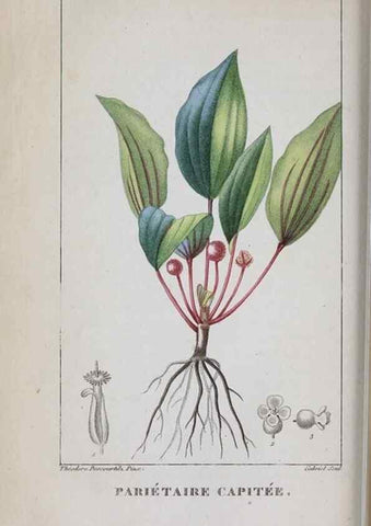 Reproducción/Reproduction 47169975461: Flore pittoresque et médicale des Antilles, ou, Histoire naturelle des plantes usuelles des colonies françaises, anglaises, espagnoles, et portugaises /. Paris :Ches l'Editeur,1833.. 