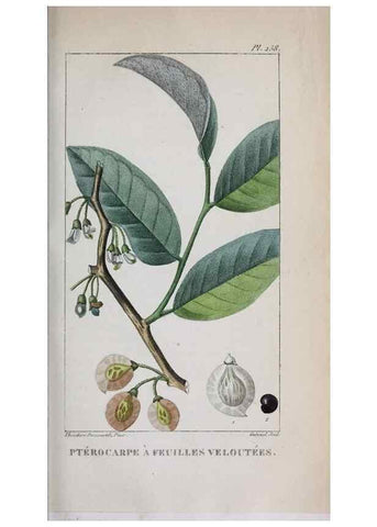 Reproducción/Reproduction 47169976371: Flore pittoresque et médicale des Antilles, ou, Histoire naturelle des plantes usuelles des colonies françaises, anglaises, espagnoles, et portugaises /. Paris :Ches l'Editeur,1833.. 