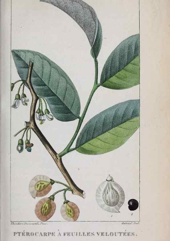 Reproducción/Reproduction 47169976371: Flore pittoresque et médicale des Antilles, ou, Histoire naturelle des plantes usuelles des colonies françaises, anglaises, espagnoles, et portugaises /. Paris :Ches l'Editeur,1833.. 
