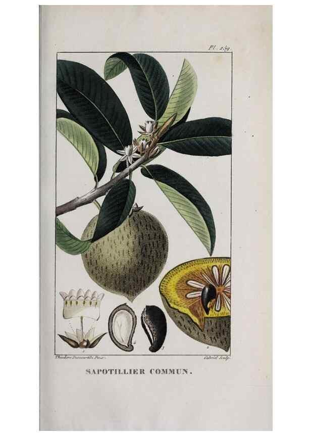 Reproducción/Reproduction 40205071443: Flore pittoresque et médicale des Antilles, ou, Histoire naturelle des plantes usuelles des colonies françaises, anglaises, espagnoles, et portugaises /. Paris :Ches l'Editeur,1833.. 