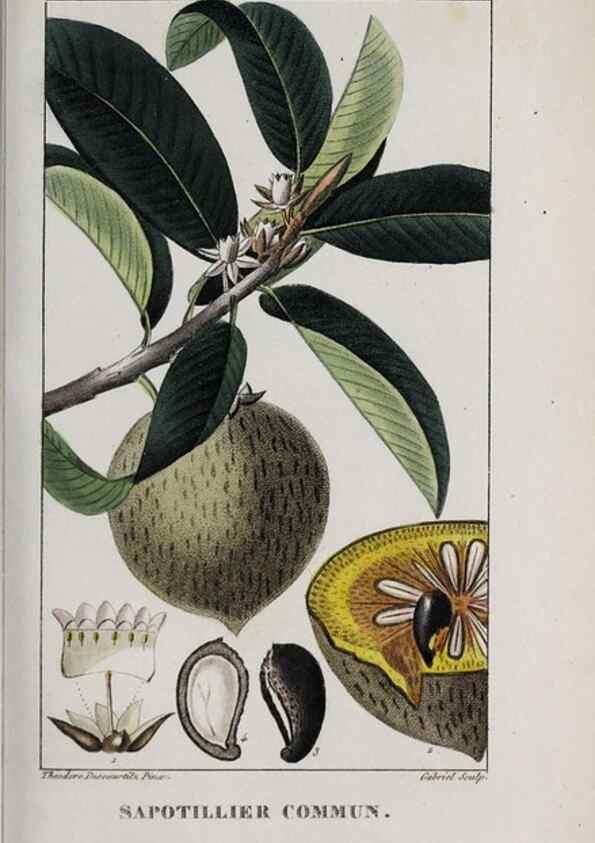 Reproducción/Reproduction 40205071443: Flore pittoresque et médicale des Antilles, ou, Histoire naturelle des plantes usuelles des colonies françaises, anglaises, espagnoles, et portugaises /. Paris :Ches l'Editeur,1833.. 