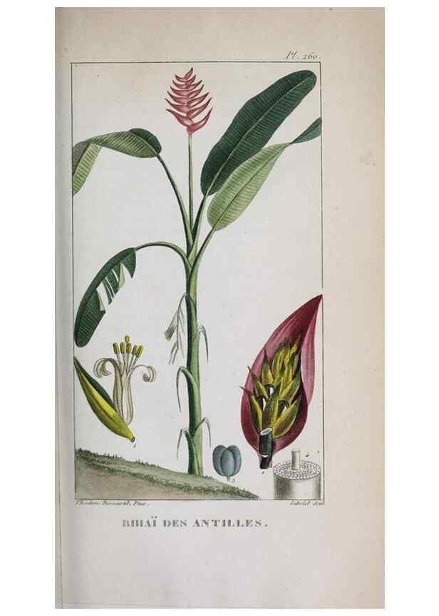 Reproducción/Reproduction 47117968742: Flore pittoresque et médicale des Antilles, ou, Histoire naturelle des plantes usuelles des colonies françaises, anglaises, espagnoles, et portugaises /. Paris :Ches l'Editeur,1833.. 