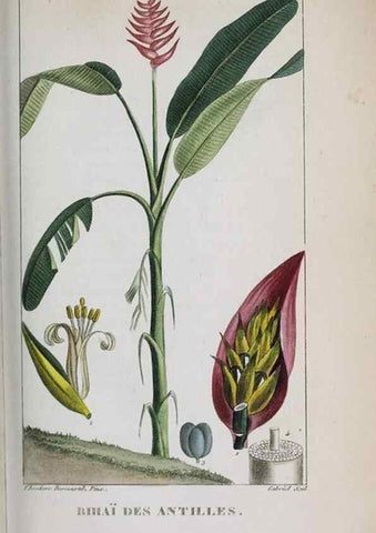 Reproducción/Reproduction 47117968742: Flore pittoresque et médicale des Antilles, ou, Histoire naturelle des plantes usuelles des colonies françaises, anglaises, espagnoles, et portugaises /. Paris :Ches l'Editeur,1833.. 