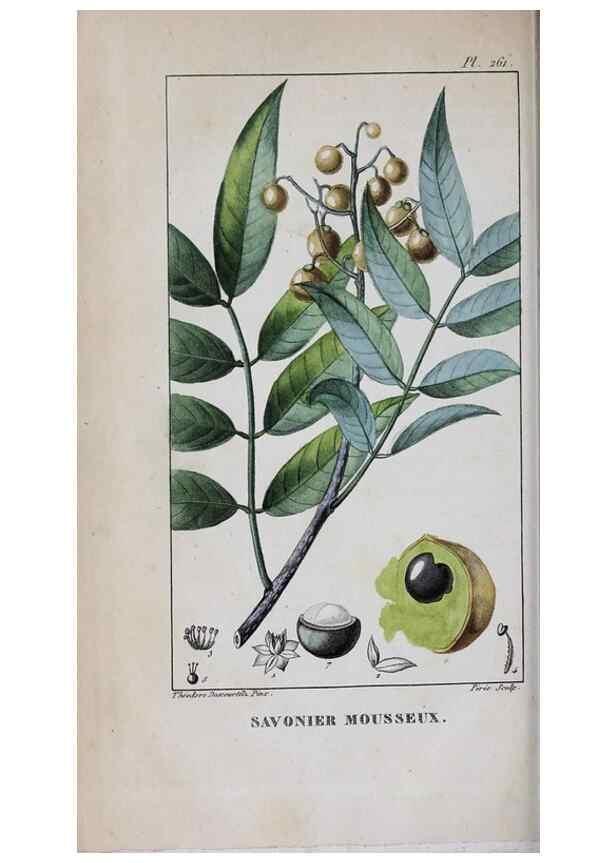 Reproducción/Reproduction 32228131387: Flore pittoresque et médicale des Antilles, ou, Histoire naturelle des plantes usuelles des colonies françaises, anglaises, espagnoles, et portugaises /. Paris :Ches l'Editeur,1833.. 