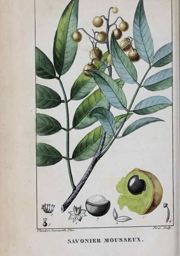 Reproducción/Reproduction 32228131387: Flore pittoresque et médicale des Antilles, ou, Histoire naturelle des plantes usuelles des colonies françaises, anglaises, espagnoles, et portugaises /. Paris :Ches l'Editeur,1833.. 