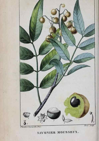 Reproducción/Reproduction 32228131387: Flore pittoresque et médicale des Antilles, ou, Histoire naturelle des plantes usuelles des colonies françaises, anglaises, espagnoles, et portugaises /. Paris :Ches l'Editeur,1833.. 