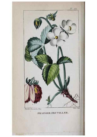 Reproducción/Reproduction 47117970022: Flore pittoresque et médicale des Antilles, ou, Histoire naturelle des plantes usuelles des colonies françaises, anglaises, espagnoles, et portugaises /. Paris :Ches l'Editeur,1833.. 