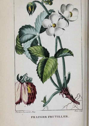 Reproducción/Reproduction 47117970022: Flore pittoresque et médicale des Antilles, ou, Histoire naturelle des plantes usuelles des colonies françaises, anglaises, espagnoles, et portugaises /. Paris :Ches l'Editeur,1833.. 