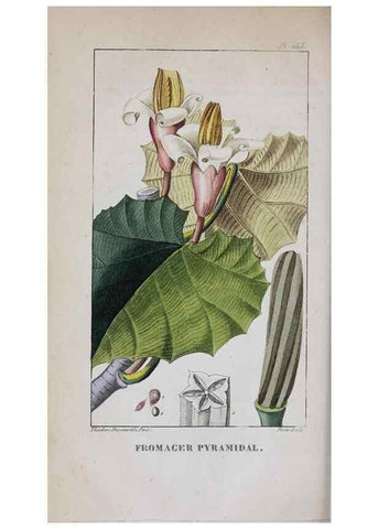 Reproducción/Reproduction 46255851255: Flore pittoresque et médicale des Antilles, ou, Histoire naturelle des plantes usuelles des colonies françaises, anglaises, espagnoles, et portugaises /. Paris :Ches l'Editeur,1833.. 