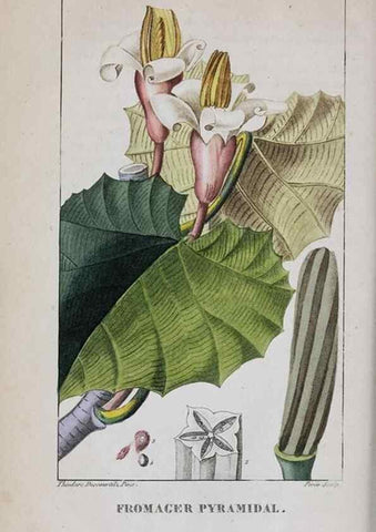 Reproducción/Reproduction 46255851255: Flore pittoresque et médicale des Antilles, ou, Histoire naturelle des plantes usuelles des colonies françaises, anglaises, espagnoles, et portugaises /. Paris :Ches l'Editeur,1833.. 