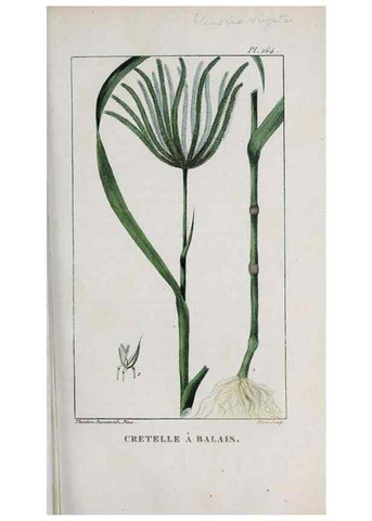 Reproducción/Reproduction 46255851515: Flore pittoresque et médicale des Antilles, ou, Histoire naturelle des plantes usuelles des colonies françaises, anglaises, espagnoles, et portugaises /. Paris :Ches l'Editeur,1833.. 