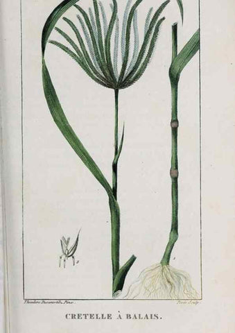 Reproducción/Reproduction 46255851515: Flore pittoresque et médicale des Antilles, ou, Histoire naturelle des plantes usuelles des colonies françaises, anglaises, espagnoles, et portugaises /. Paris :Ches l'Editeur,1833.. 