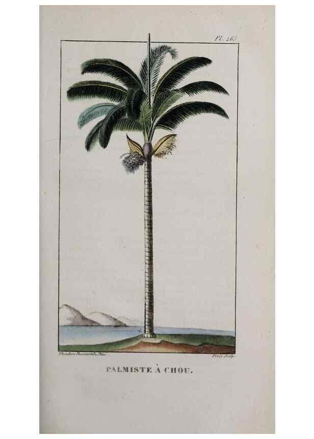 Reproducción/Reproduction 32228135297: Flore pittoresque et médicale des Antilles, ou, Histoire naturelle des plantes usuelles des colonies françaises, anglaises, espagnoles, et portugaises /. Paris :Ches l'Editeur,1833.. 