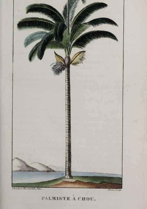 Reproducción/Reproduction 32228135297: Flore pittoresque et médicale des Antilles, ou, Histoire naturelle des plantes usuelles des colonies françaises, anglaises, espagnoles, et portugaises /. Paris :Ches l'Editeur,1833.. 
