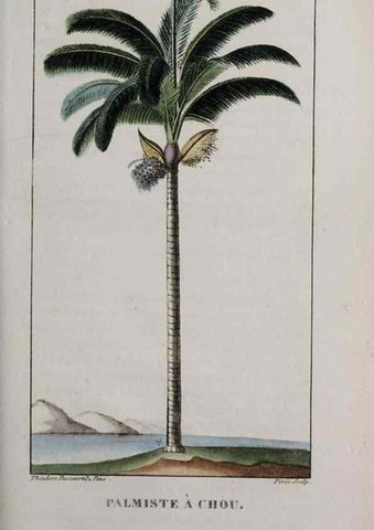 Reproducción/Reproduction 32228135297: Flore pittoresque et médicale des Antilles, ou, Histoire naturelle des plantes usuelles des colonies françaises, anglaises, espagnoles, et portugaises /. Paris :Ches l'Editeur,1833.. 