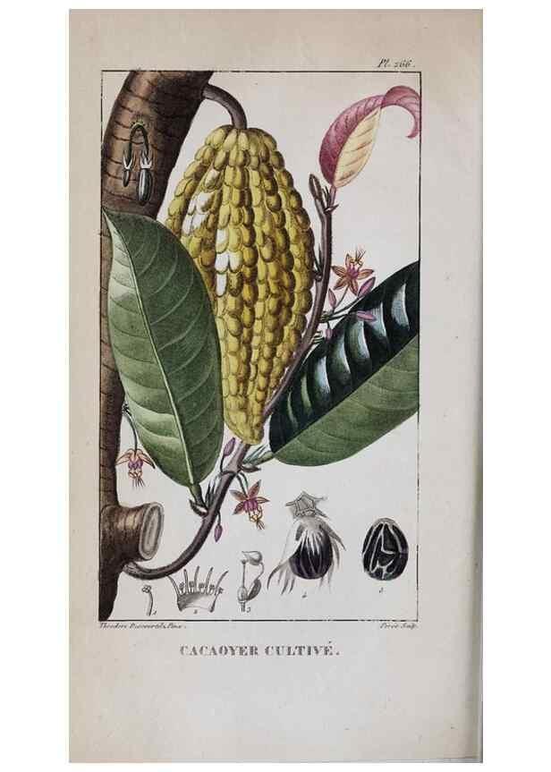 Reproducción/Reproduction 32228136527: Flore pittoresque et médicale des Antilles, ou, Histoire naturelle des plantes usuelles des colonies françaises, anglaises, espagnoles, et portugaises /. Paris :Ches l'Editeur,1833.. 