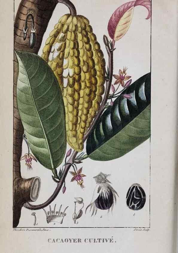 Reproducción/Reproduction 32228136527: Flore pittoresque et médicale des Antilles, ou, Histoire naturelle des plantes usuelles des colonies françaises, anglaises, espagnoles, et portugaises /. Paris :Ches l'Editeur,1833.. 