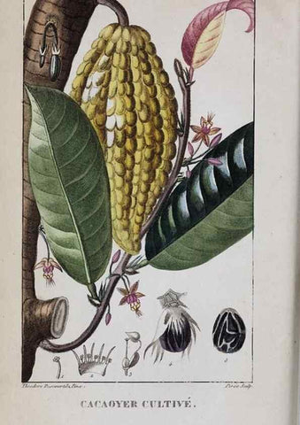 Reproducción/Reproduction 32228136527: Flore pittoresque et médicale des Antilles, ou, Histoire naturelle des plantes usuelles des colonies françaises, anglaises, espagnoles, et portugaises /. Paris :Ches l'Editeur,1833.. 