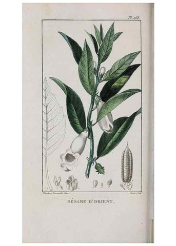 Reproducción/Reproduction 46255852495: Flore pittoresque et médicale des Antilles, ou, Histoire naturelle des plantes usuelles des colonies françaises, anglaises, espagnoles, et portugaises /. Paris :Ches l'Editeur,1833.. 