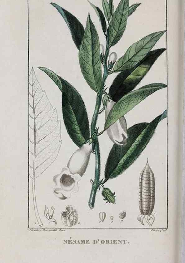 Reproducción/Reproduction 46255852495: Flore pittoresque et médicale des Antilles, ou, Histoire naturelle des plantes usuelles des colonies françaises, anglaises, espagnoles, et portugaises /. Paris :Ches l'Editeur,1833.. 