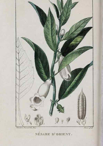 Reproducción/Reproduction 46255852495: Flore pittoresque et médicale des Antilles, ou, Histoire naturelle des plantes usuelles des colonies françaises, anglaises, espagnoles, et portugaises /. Paris :Ches l'Editeur,1833.. 