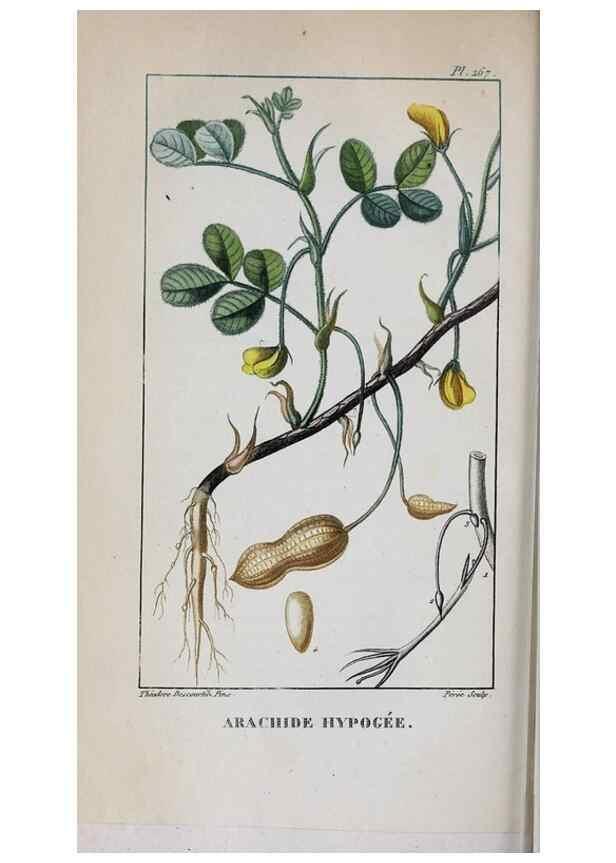 Reproducción/Reproduction 32228138537: Flore pittoresque et médicale des Antilles, ou, Histoire naturelle des plantes usuelles des colonies françaises, anglaises, espagnoles, et portugaises /. Paris :Ches l'Editeur,1833.. 