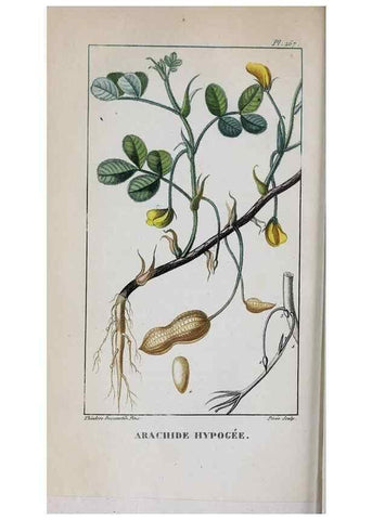 Reproducción/Reproduction 32228138537: Flore pittoresque et médicale des Antilles, ou, Histoire naturelle des plantes usuelles des colonies françaises, anglaises, espagnoles, et portugaises /. Paris :Ches l'Editeur,1833.. 
