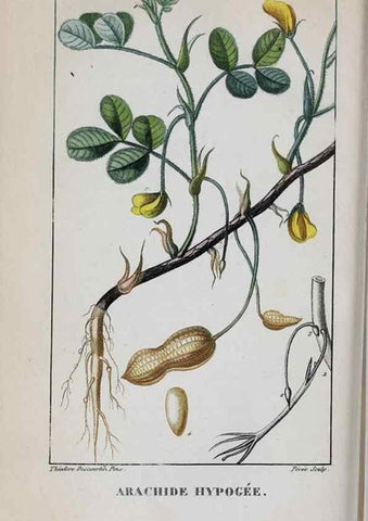 Reproducción/Reproduction 32228138537: Flore pittoresque et médicale des Antilles, ou, Histoire naturelle des plantes usuelles des colonies françaises, anglaises, espagnoles, et portugaises /. Paris :Ches l'Editeur,1833.. 