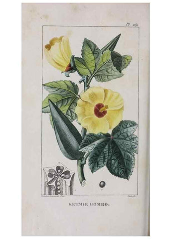 Reproducción/Reproduction 32228139657: Flore pittoresque et médicale des Antilles, ou, Histoire naturelle des plantes usuelles des colonies françaises, anglaises, espagnoles, et portugaises /. Paris :Ches l'Editeur,1833.. 