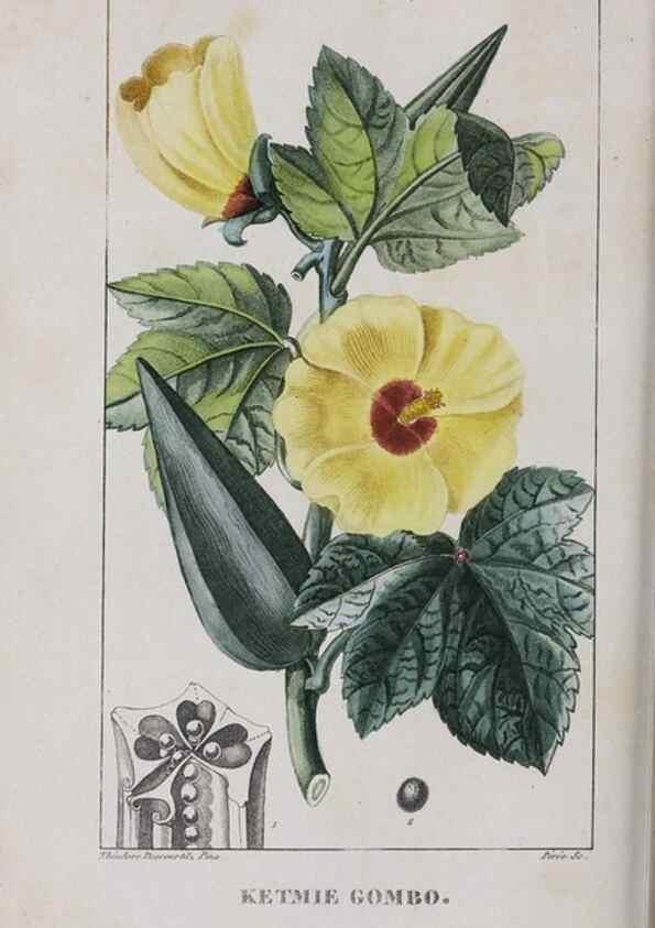 Reproducción/Reproduction 32228139657: Flore pittoresque et médicale des Antilles, ou, Histoire naturelle des plantes usuelles des colonies françaises, anglaises, espagnoles, et portugaises /. Paris :Ches l'Editeur,1833.. 