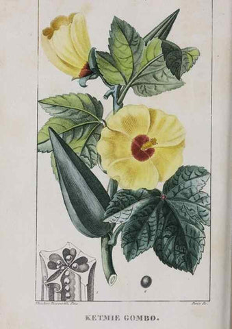 Reproducción/Reproduction 32228139657: Flore pittoresque et médicale des Antilles, ou, Histoire naturelle des plantes usuelles des colonies françaises, anglaises, espagnoles, et portugaises /. Paris :Ches l'Editeur,1833.. 
