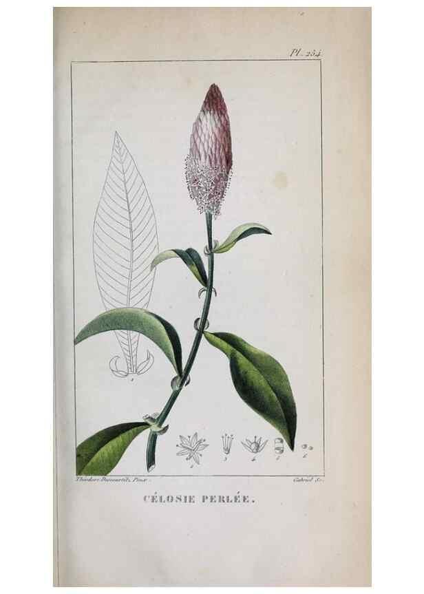 Reproducción/Reproduction 46255845555: Flore pittoresque et médicale des Antilles, ou, Histoire naturelle des plantes usuelles des colonies françaises, anglaises, espagnoles, et portugaises /. Paris :Ches l'Editeur,1833.. 