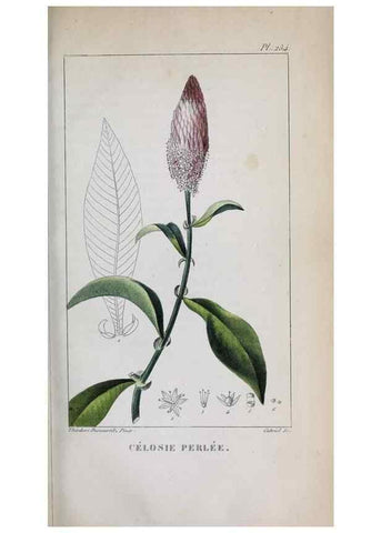 Reproducción/Reproduction 46255845555: Flore pittoresque et médicale des Antilles, ou, Histoire naturelle des plantes usuelles des colonies françaises, anglaises, espagnoles, et portugaises /. Paris :Ches l'Editeur,1833.. 