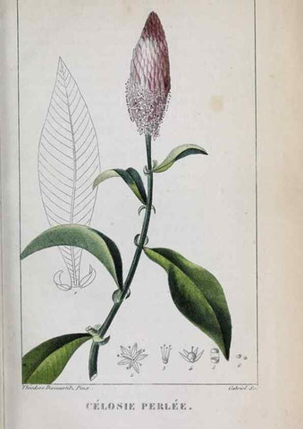 Reproducción/Reproduction 46255845555: Flore pittoresque et médicale des Antilles, ou, Histoire naturelle des plantes usuelles des colonies françaises, anglaises, espagnoles, et portugaises /. Paris :Ches l'Editeur,1833.. 