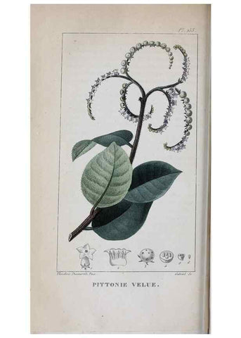 Reproducción/Reproduction 33294735418: Flore pittoresque et médicale des Antilles, ou, Histoire naturelle des plantes usuelles des colonies françaises, anglaises, espagnoles, et portugaises /. Paris :Ches l'Editeur,1833.. 