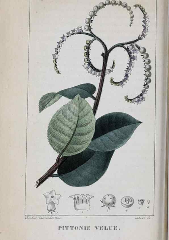 Reproducción/Reproduction 33294735418: Flore pittoresque et médicale des Antilles, ou, Histoire naturelle des plantes usuelles des colonies françaises, anglaises, espagnoles, et portugaises /. Paris :Ches l'Editeur,1833.. 