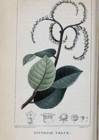 Reproducción/Reproduction 33294735418: Flore pittoresque et médicale des Antilles, ou, Histoire naturelle des plantes usuelles des colonies françaises, anglaises, espagnoles, et portugaises /. Paris :Ches l'Editeur,1833.. 