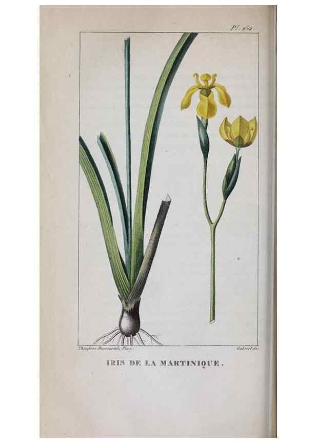 Reproducción/Reproduction 33294733658: Flore pittoresque et médicale des Antilles, ou, Histoire naturelle des plantes usuelles des colonies françaises, anglaises, espagnoles, et portugaises /. Paris :Ches l'Editeur,1833.. 