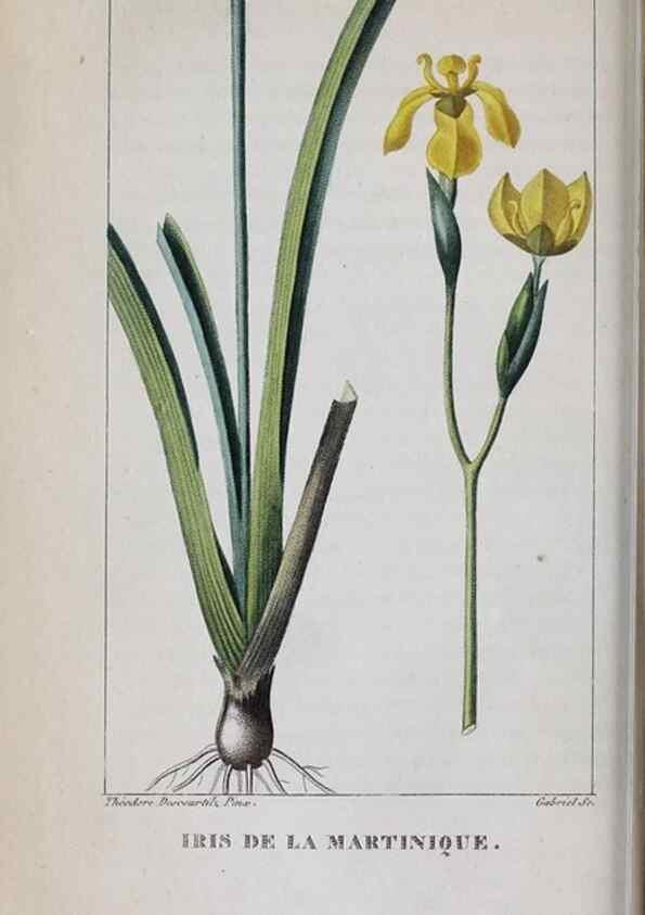 Reproducción/Reproduction 33294733658: Flore pittoresque et médicale des Antilles, ou, Histoire naturelle des plantes usuelles des colonies françaises, anglaises, espagnoles, et portugaises /. Paris :Ches l'Editeur,1833.. 