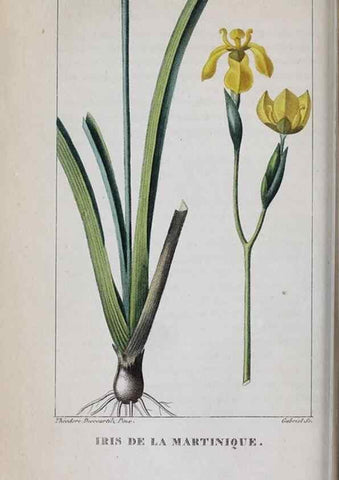 Reproducción/Reproduction 33294733658: Flore pittoresque et médicale des Antilles, ou, Histoire naturelle des plantes usuelles des colonies françaises, anglaises, espagnoles, et portugaises /. Paris :Ches l'Editeur,1833.. 