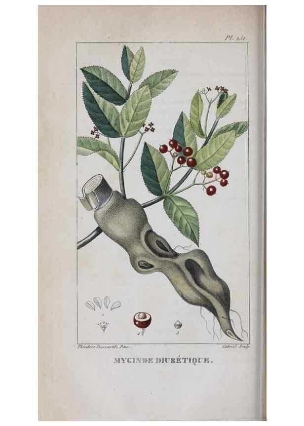 Reproducción/Reproduction 46446423324: Flore pittoresque et médicale des Antilles, ou, Histoire naturelle des plantes usuelles des colonies françaises, anglaises, espagnoles, et portugaises /. Paris :Ches l'Editeur,1833.. 