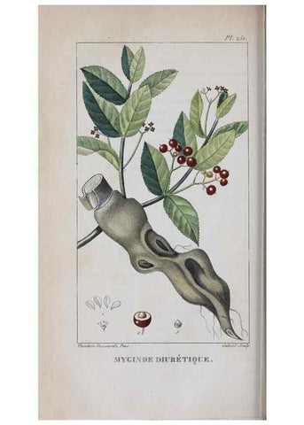 Reproducción/Reproduction 46446423324: Flore pittoresque et médicale des Antilles, ou, Histoire naturelle des plantes usuelles des colonies françaises, anglaises, espagnoles, et portugaises /. Paris :Ches l'Editeur,1833.. 
