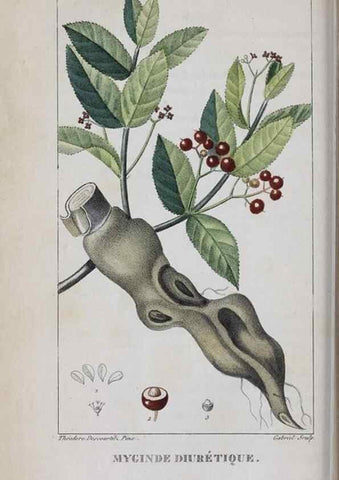 Reproducción/Reproduction 46446423324: Flore pittoresque et médicale des Antilles, ou, Histoire naturelle des plantes usuelles des colonies françaises, anglaises, espagnoles, et portugaises /. Paris :Ches l'Editeur,1833.. 
